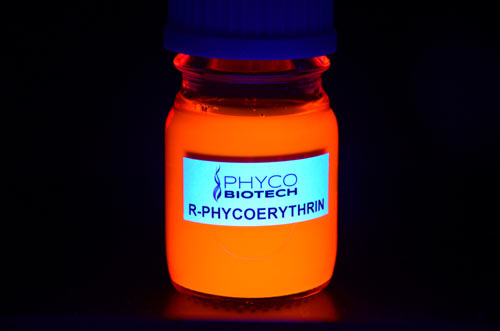 Phycoérythrine-R