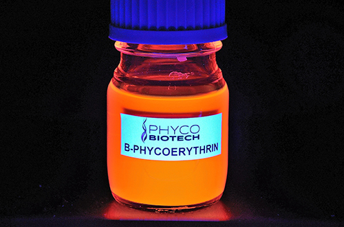B-Phycoérythrine flacon Fluorescent